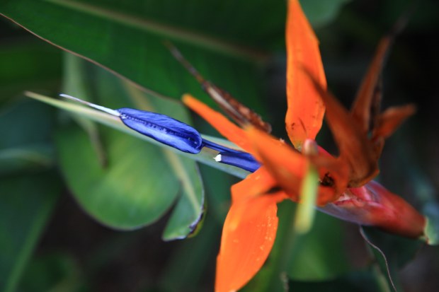 gomera-13504-octobre-2016