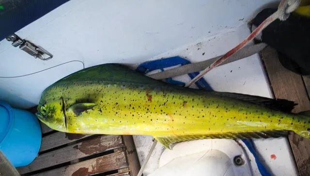 Peche Largeur   Ca Pêche Ou Quoi 