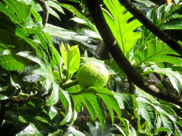 Dominique554 17 janvier 2017