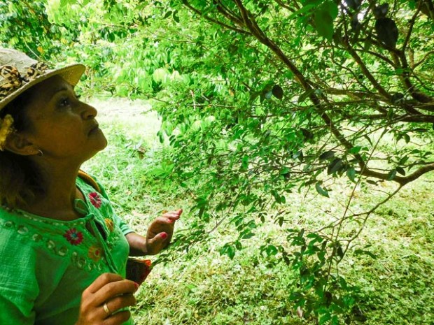 Guatemala-FrutosDelMundo5742 05 juillet 2017