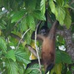 Panama10012018 img 0090   Limprobable Archipel Des San Blas