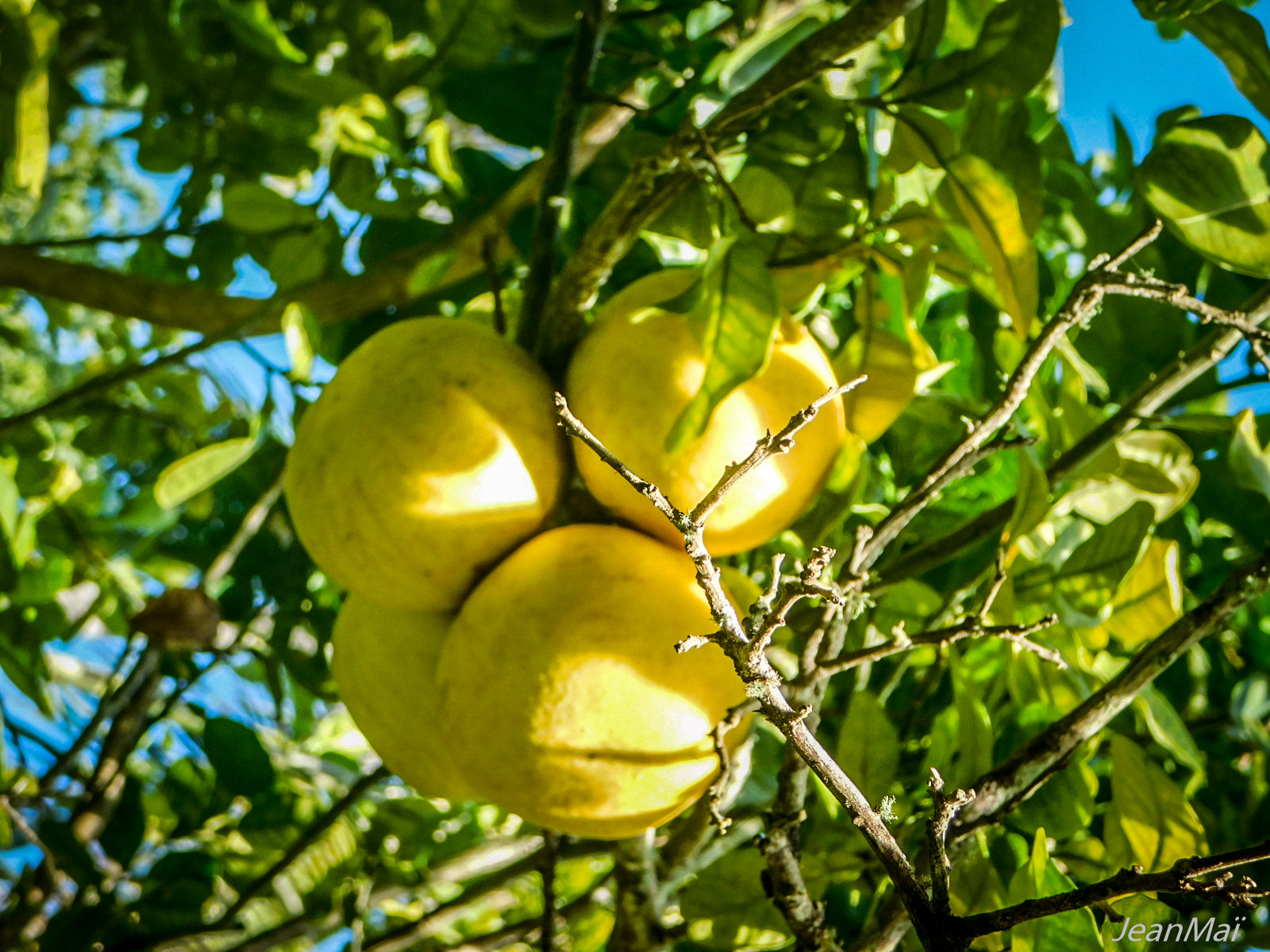 Akamaru25052018-DSCN2898