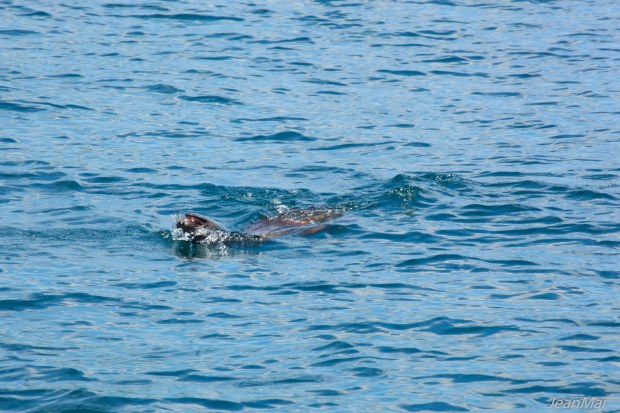 Galapagos17042018-IMG_0109