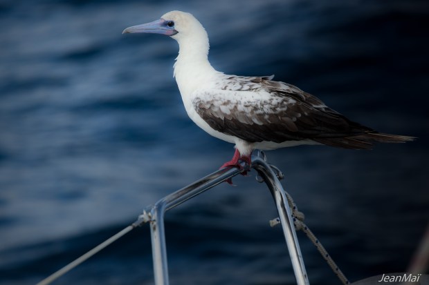 Transpacifique13042018-IMG_0007