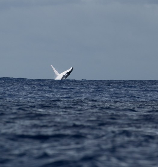 Arue01102018-IMG_0063