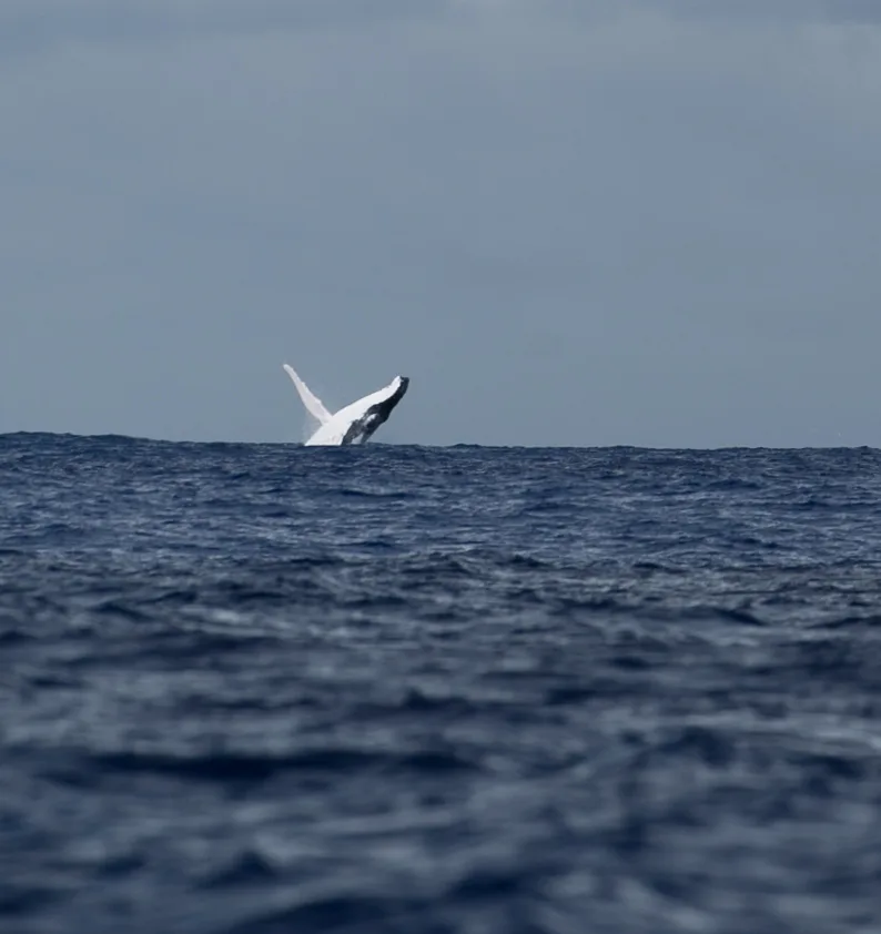 Arue01102018 img 0063