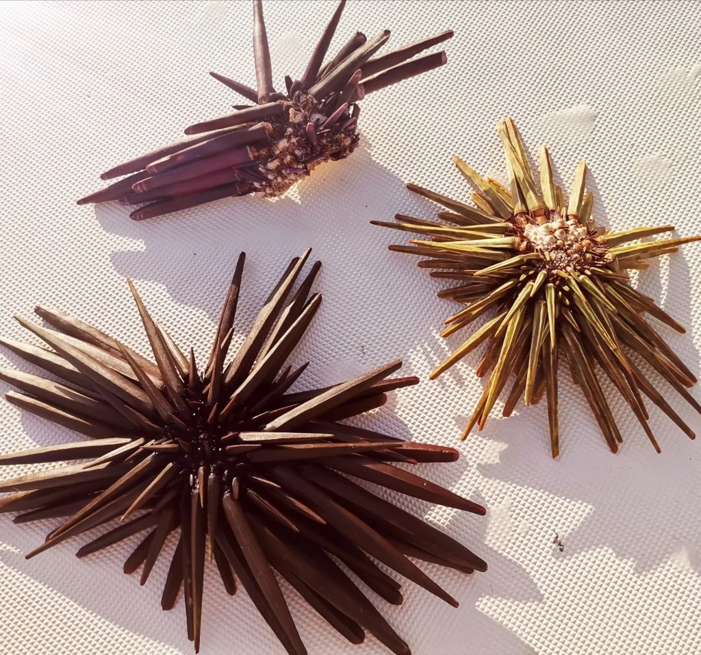 Rhdr Rhdr Azyu Feel Le Bijou Peau à peau