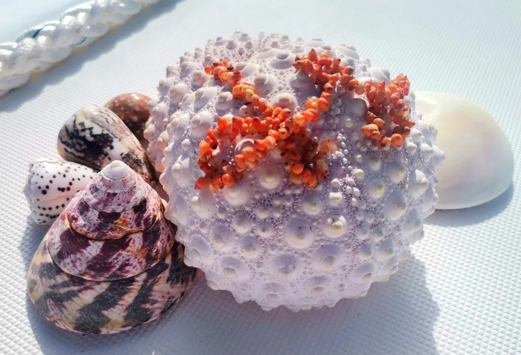 Qrf Qrf Le Pūpū De Rangiroa Un Coquillage Très Terre à terre